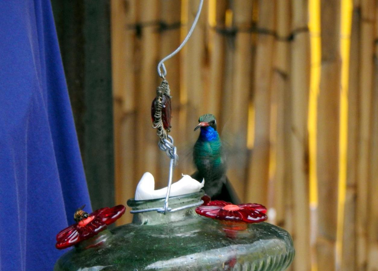 Casa Chuparrosa Hostel ซานมิเกล เด อาเญนเด ภายนอก รูปภาพ